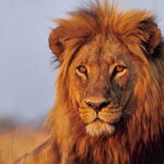 animals-lion-big-cats-wallpaper-preview