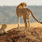 animals-nature-cheetahs-baby-animals-wallpaper-preview