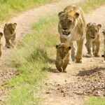 lions-lion-cubs-cubs-walks-wallpaper-preview