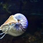 photos-marine-mollusk-nautilus