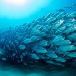 sea-fish-animals-cyan-wallpaper-preview