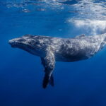 water-marine-mammal-humpback-whale-wallpaper-preview