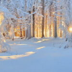 winter-nature-forest-snow-wallpaper-preview