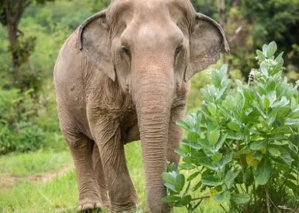 Elephant_KhumPhean