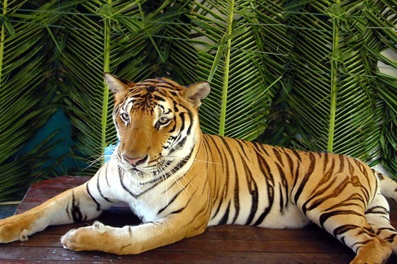 samui-tiger-zoo-2