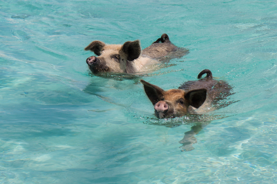 Swimming Pigs beach, located on Big Major Cay in the Exumas is one of the best things to do in Bahamas.